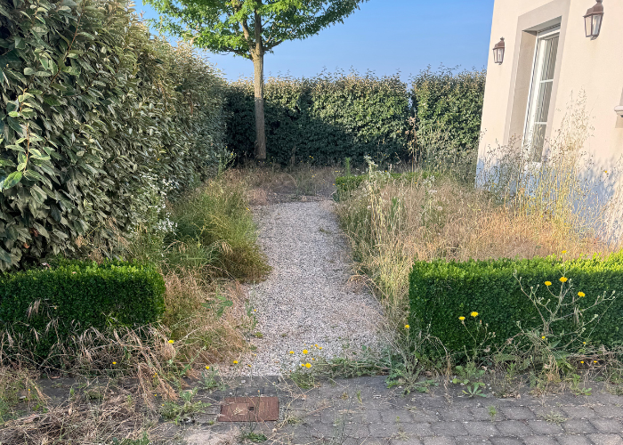 Allée envahie par les herbes haute jardin